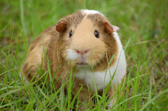 Guinea Pigs