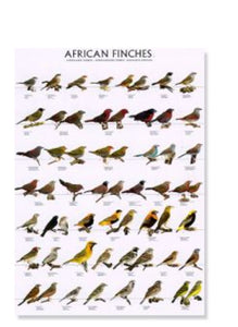 African Finch Poster