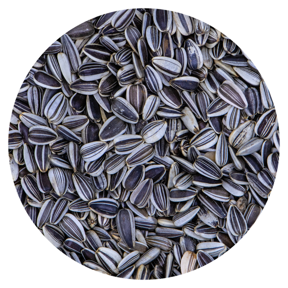 VDC Sunflower Seeds Striped